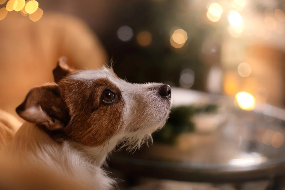 cane-paura-botti-capodanno