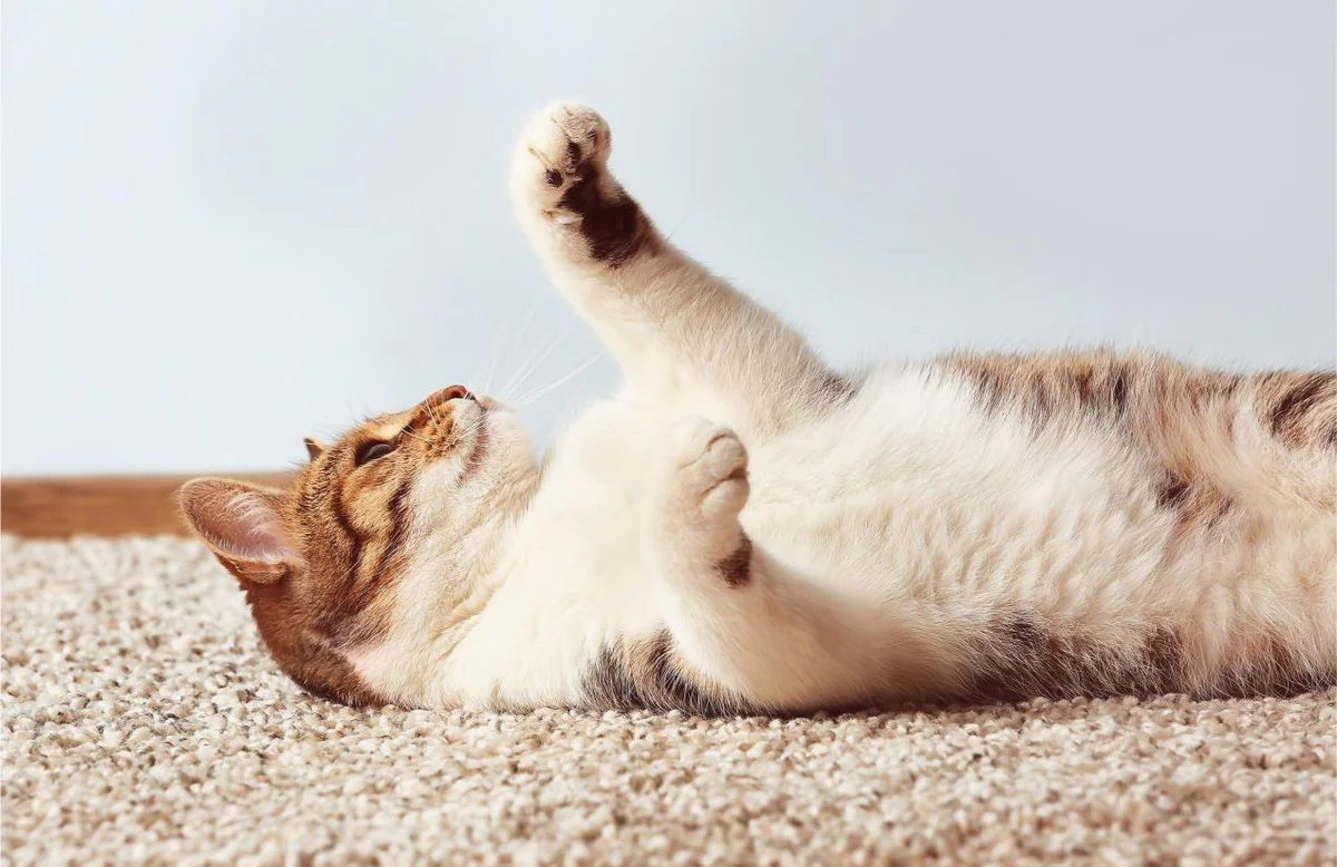 consigli-animali-domestici
