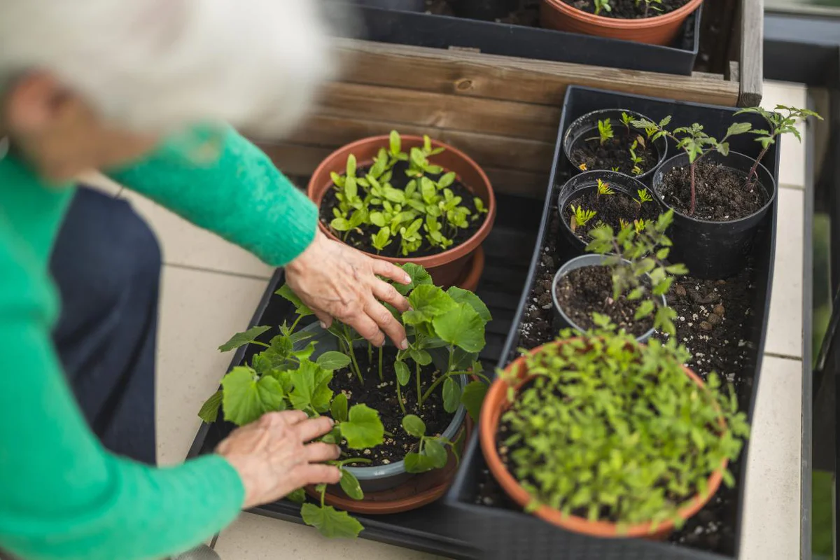 un-piccolo-orto-casalingo 