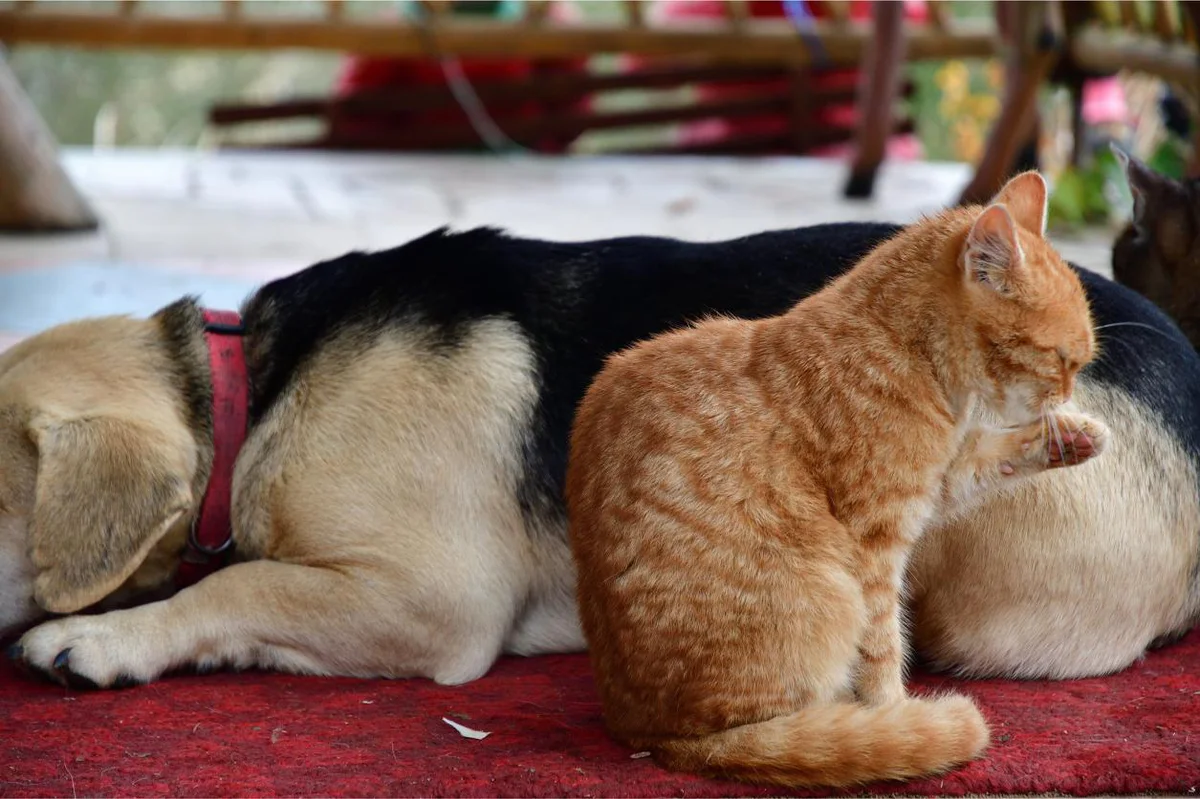 come-difendere-amici-4-zampe-insetti-parassiti 