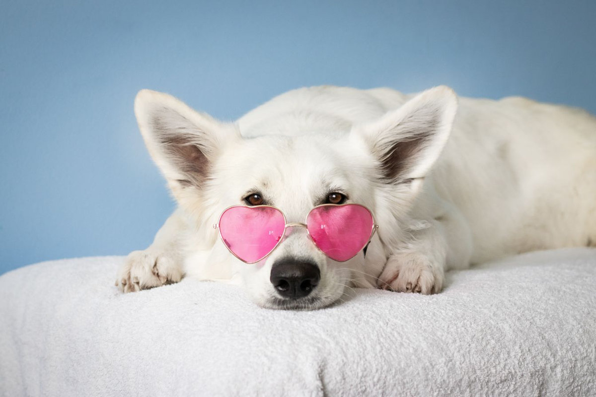 Quanto costa mantenere un cane di piccola taglia