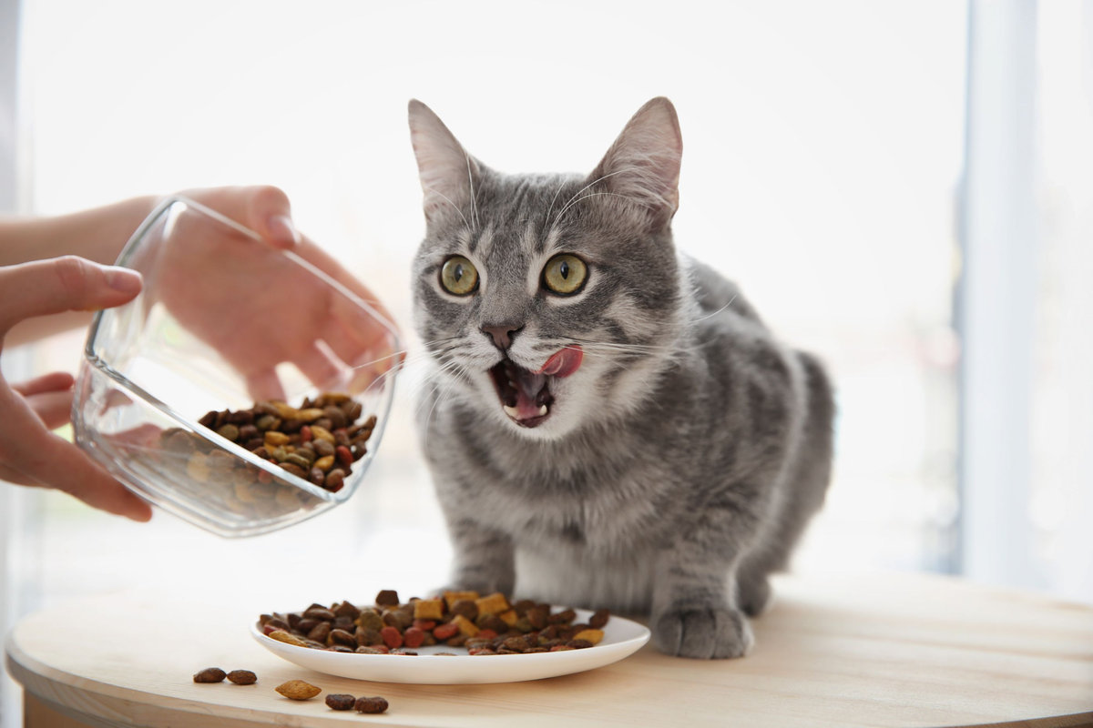 Tabella per l’alimentazione gatto: quanto deve mangiare?