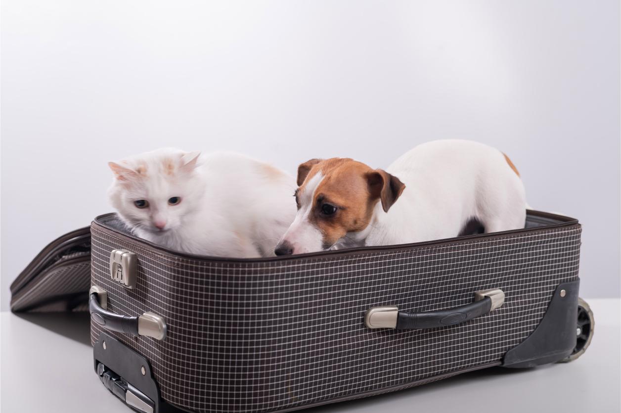 Viaggiare con il Cane e il Gatto: Checklist per un Weekend Fuori | Conad