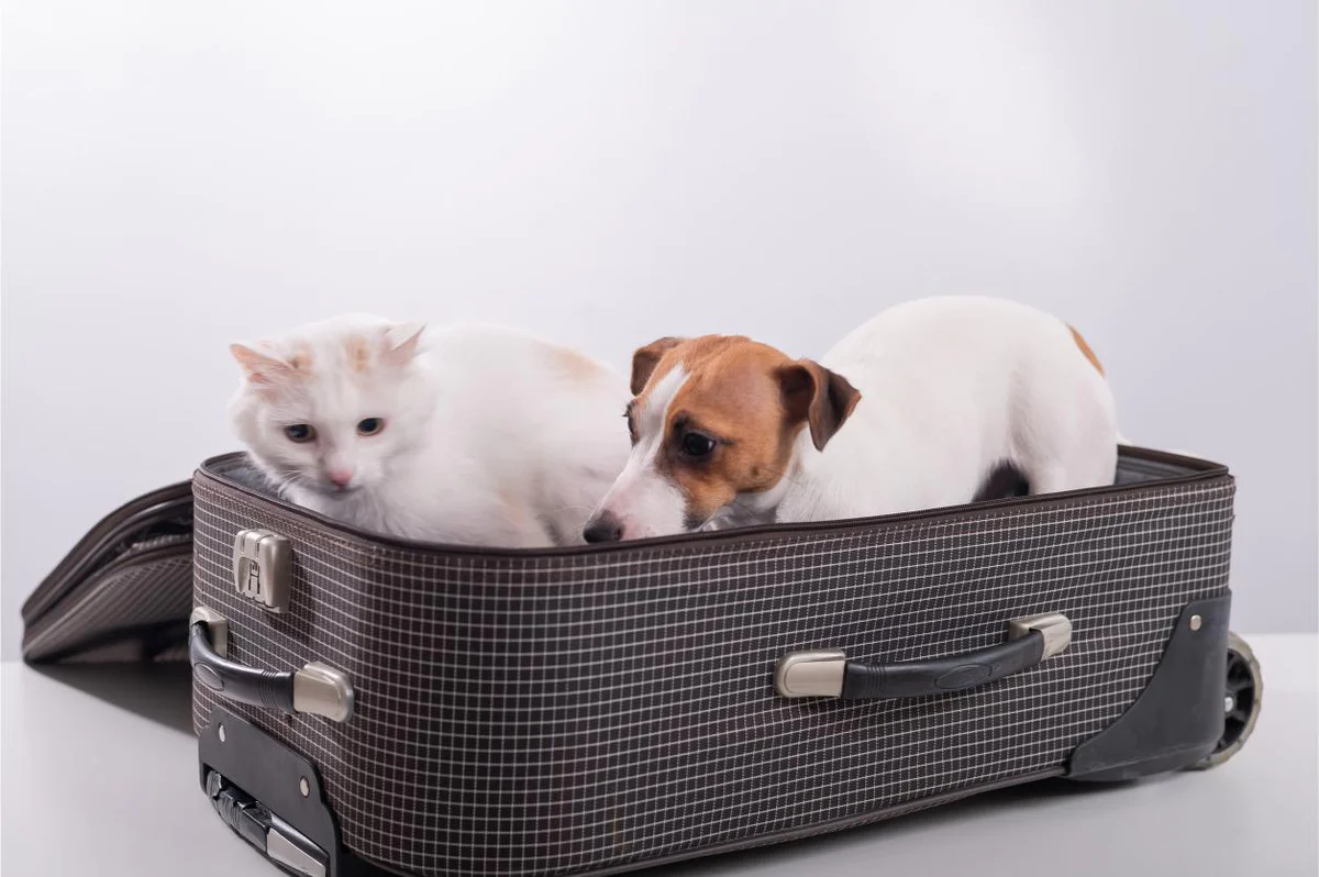 viaggiare-con-cane-gatto-sicurezza