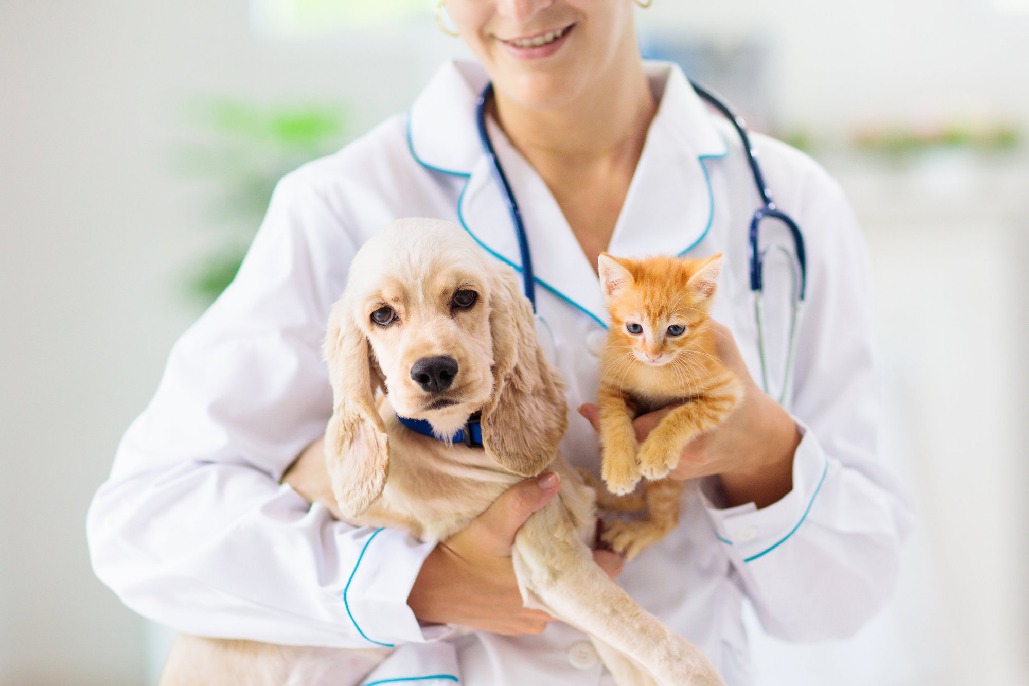 Come gestire la visita dei nostri animali dal veterinario