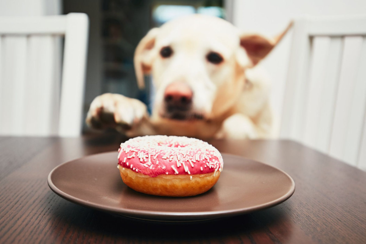Torta per cani: ricette e consigli