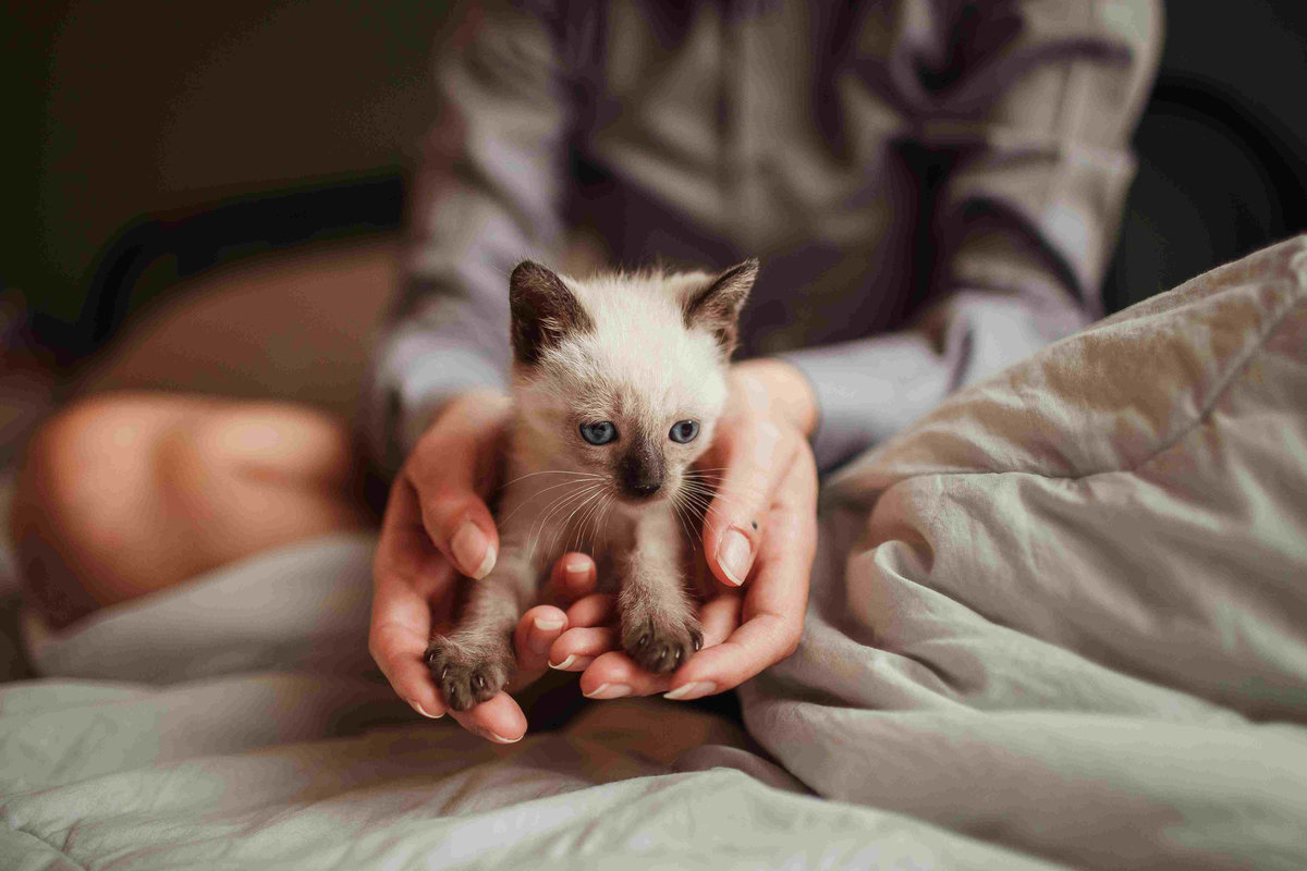 come accogliere un gattino