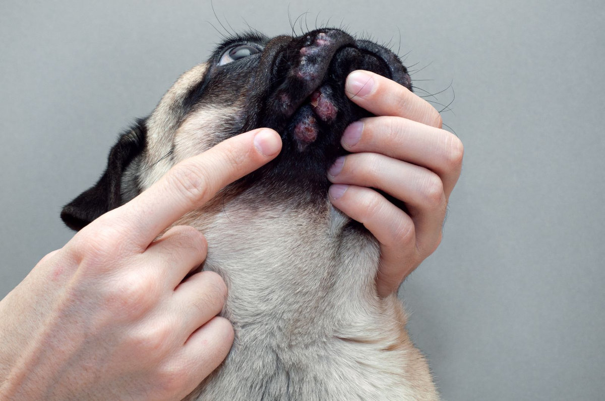 come curare dermatite cane