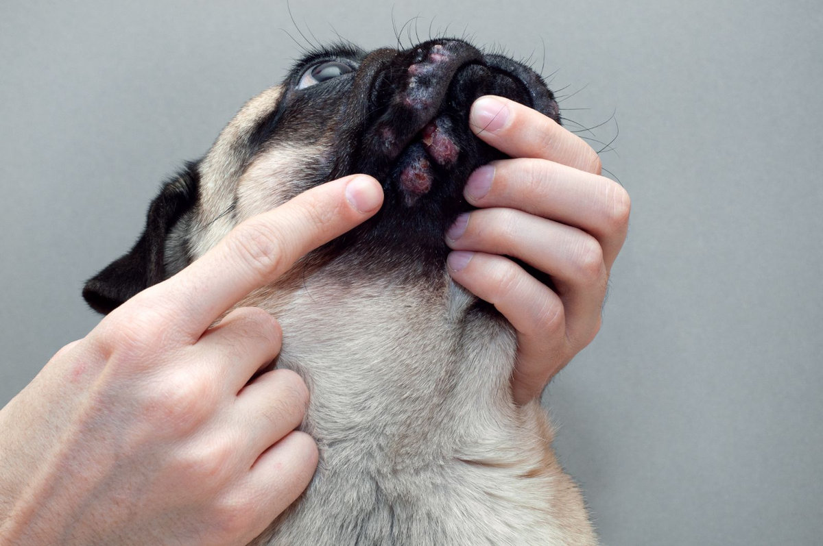 come curare la dermatite nel cane