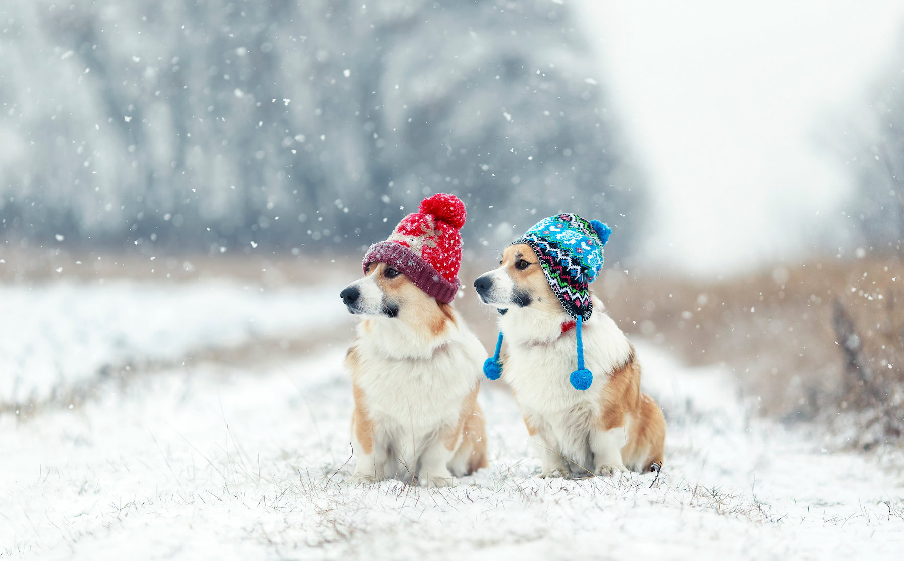 proteggere animali domestici dal freddo