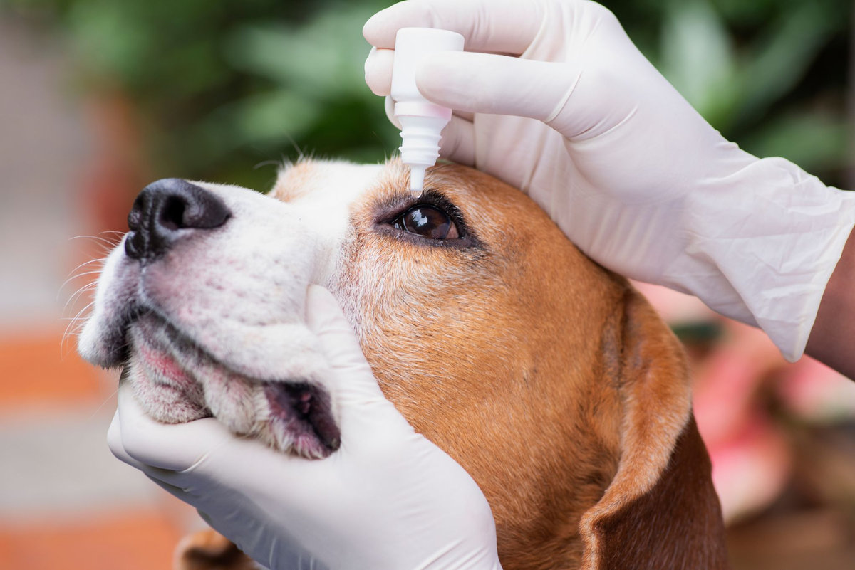 La congiuntivite nel cane dalle tipologie ai rimedi