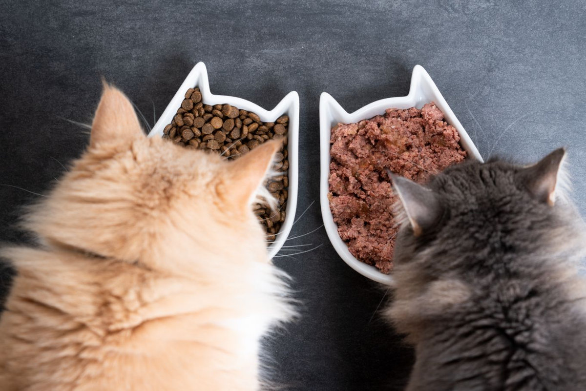 dieta-casalinga-gatto