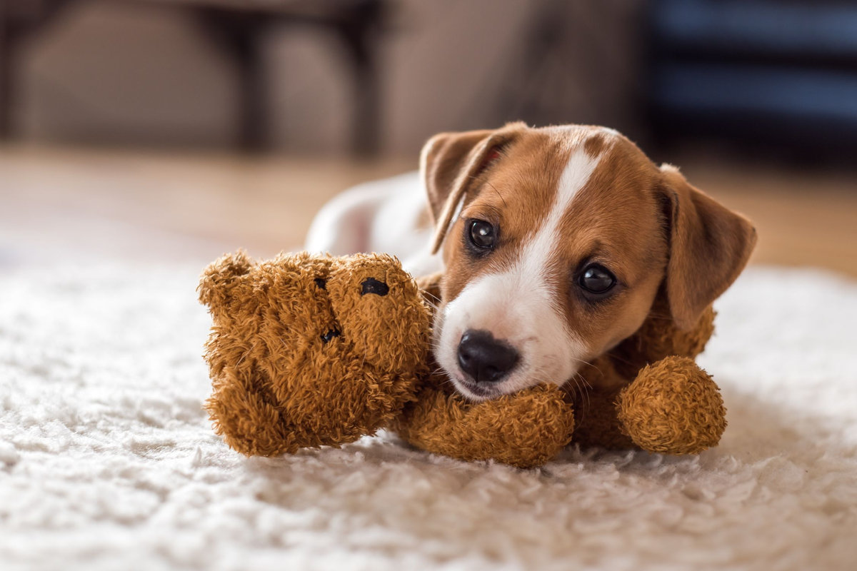 fino a che eta cresce un cane