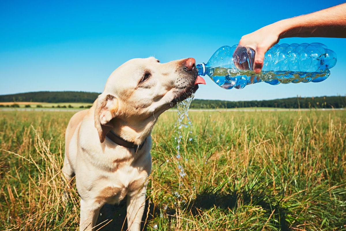 idee anticaldo per cane