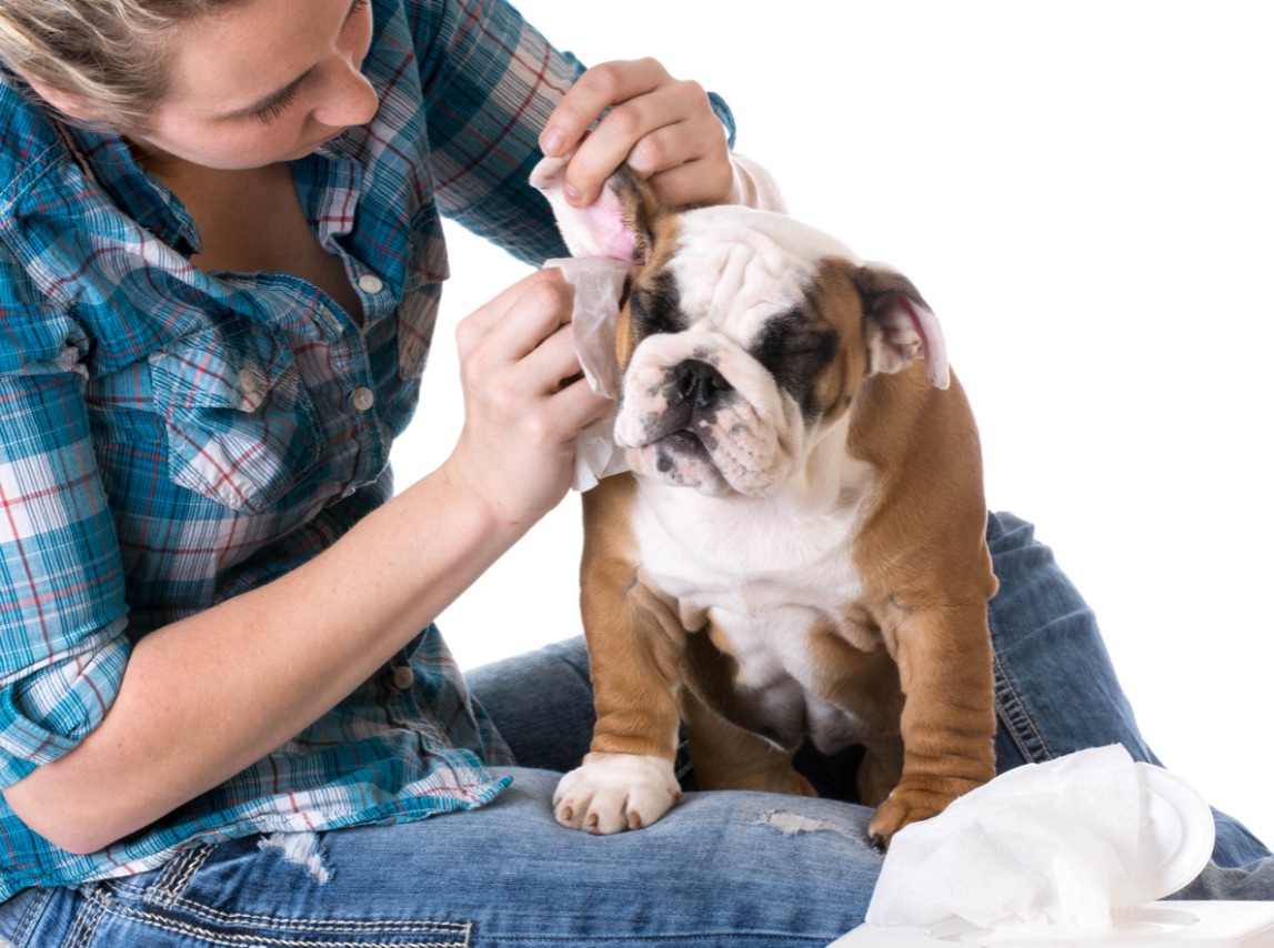 Cura e igiene degli animali domestici in casa