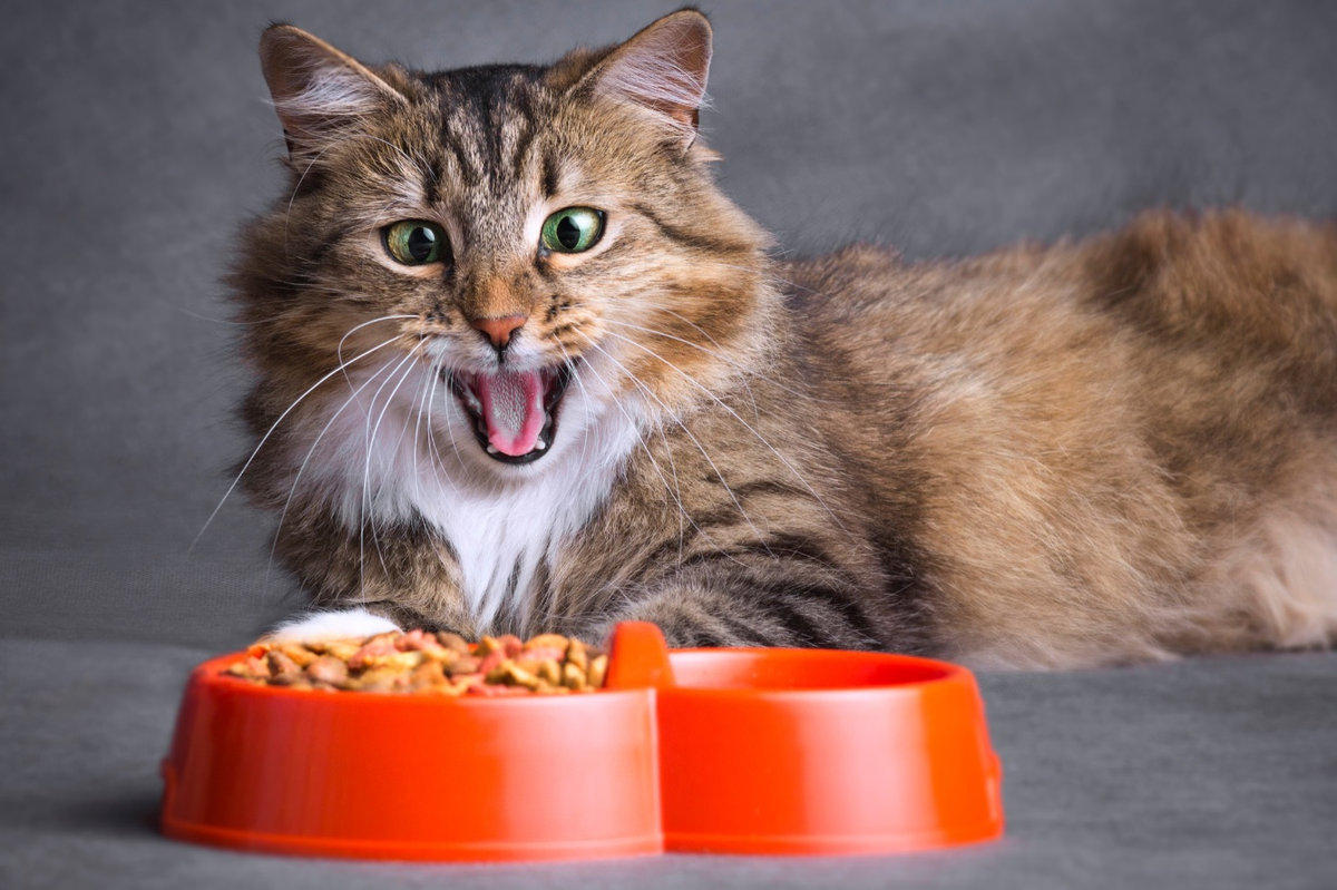 l menù a prova di Gatto