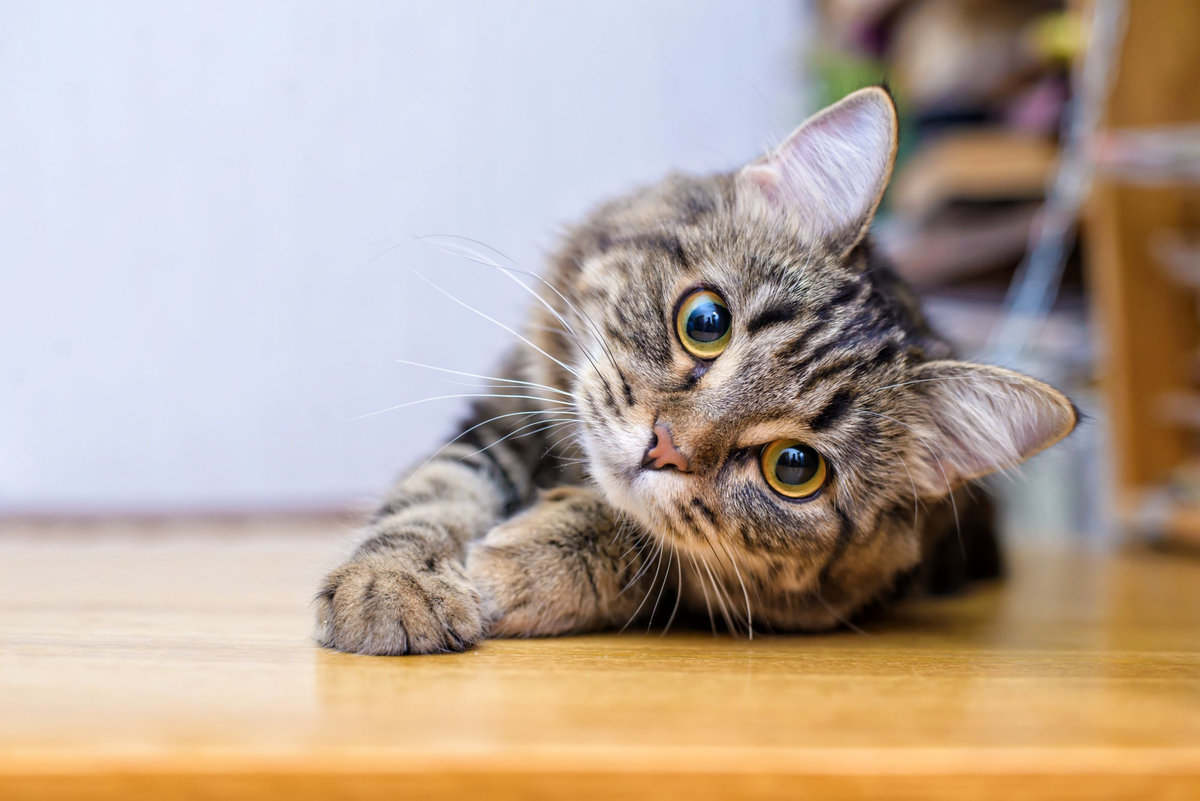 Parvovirosi del gatto: facciamo luce sull’argomento