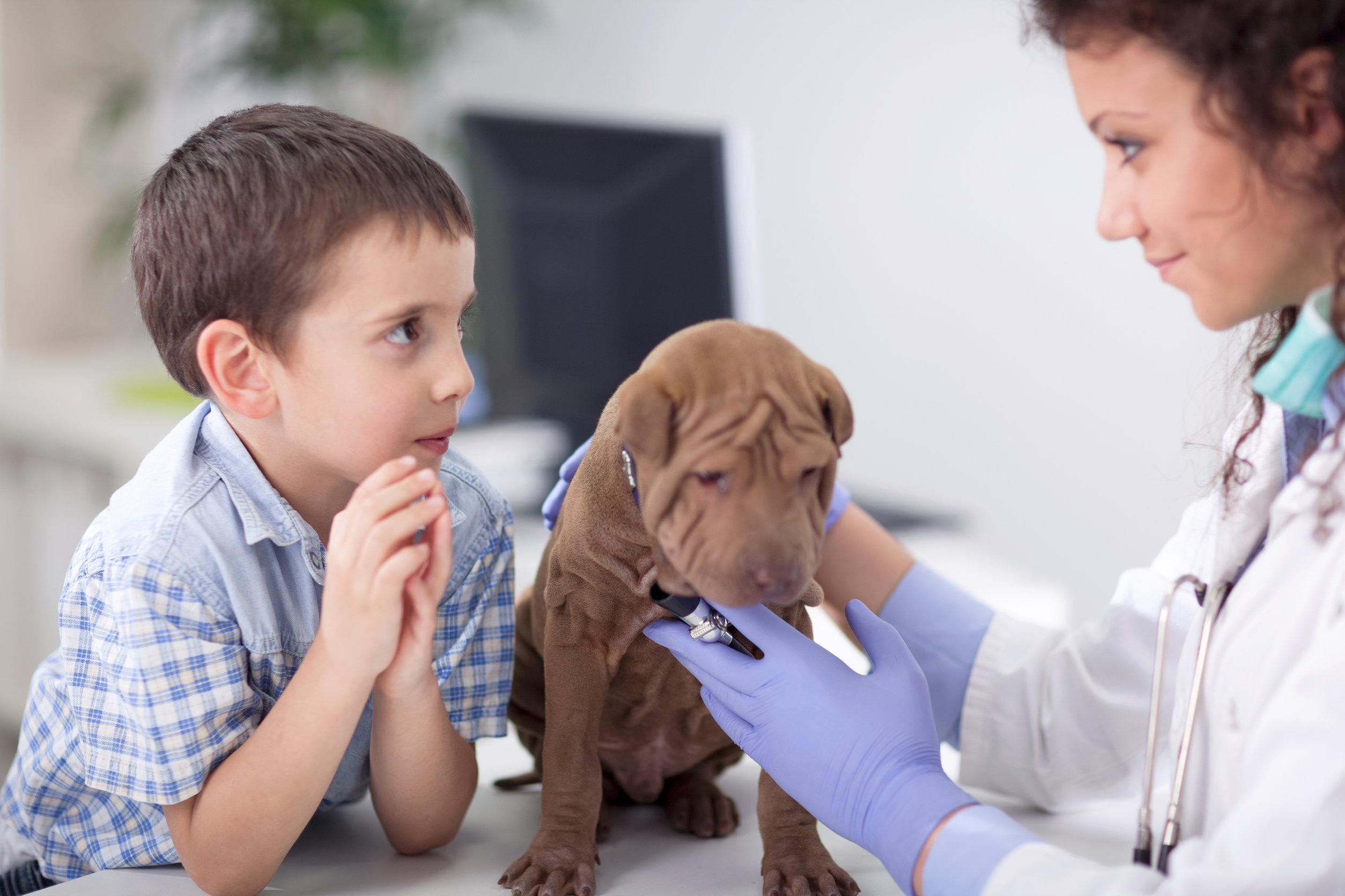 perché è importante vaccinare il proprio animale