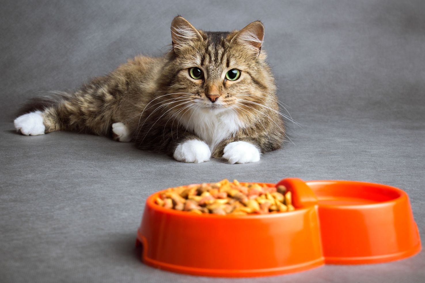Il-miglior-cibo-per-gatti-fasi-di-crescita-e-alimentazione-image