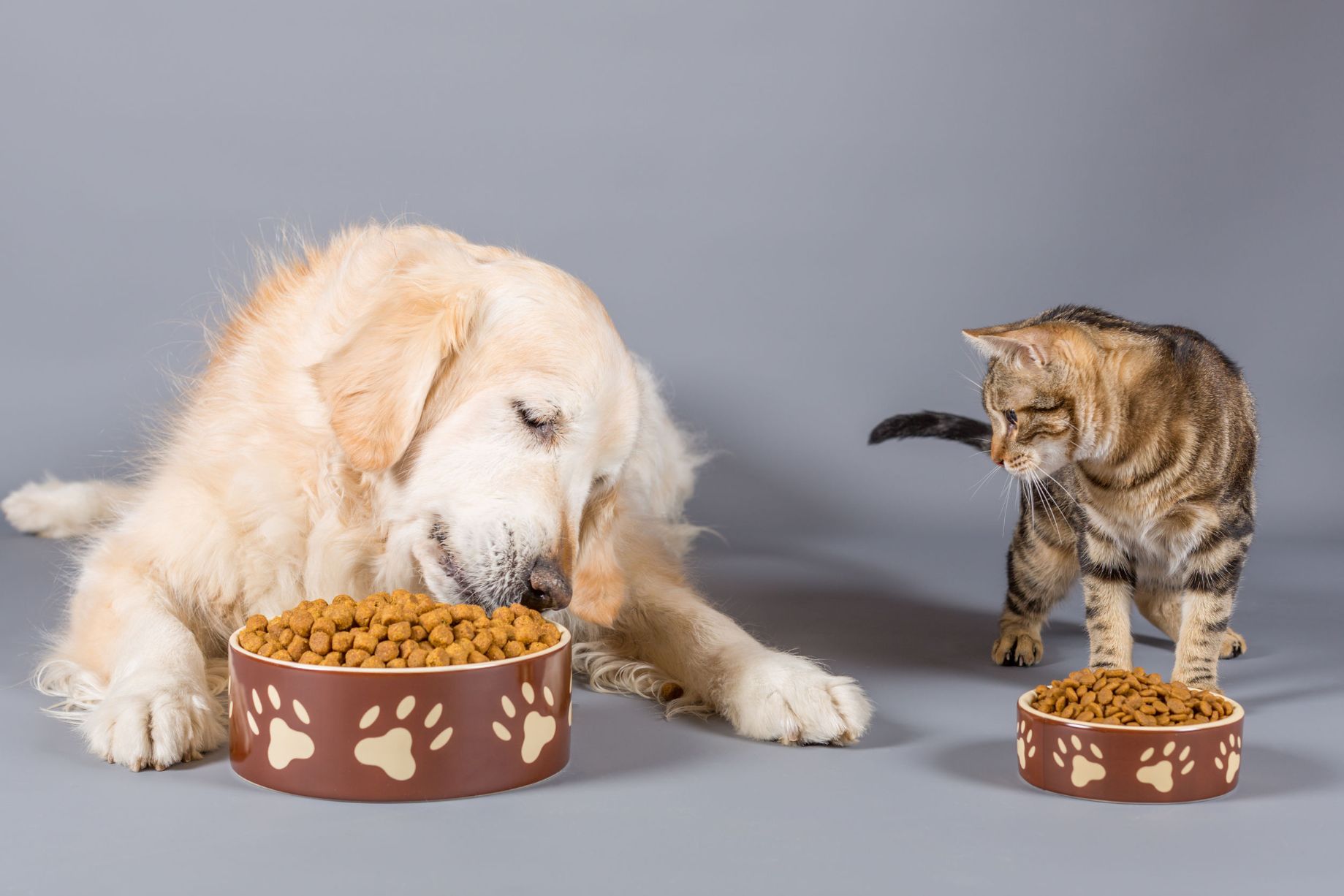 L-importanza-di-un-cibo-sano-ed-equilibrato-per-cani-e-gatti-image