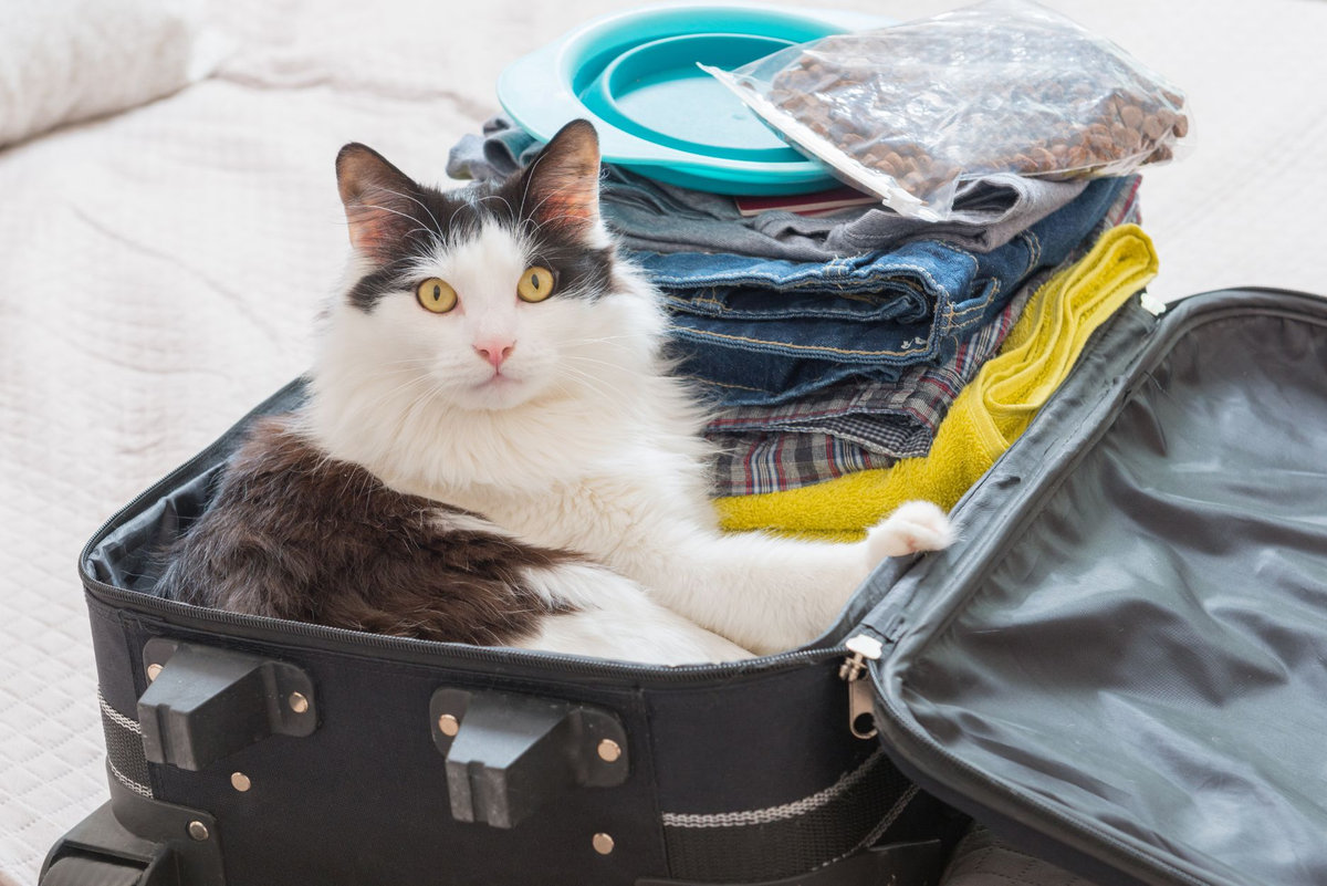 Portare il gatto in vacanza