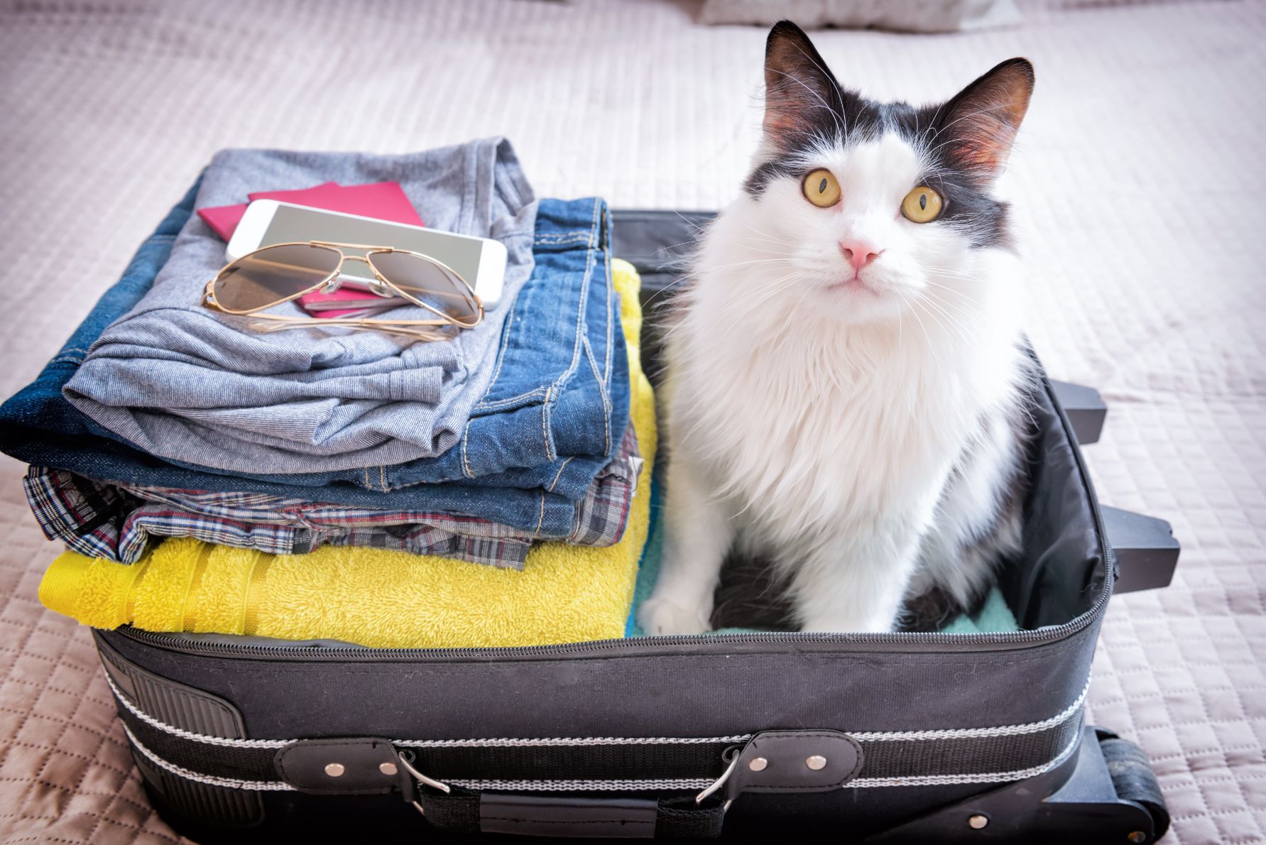 Come organizzare una vacanza con il proprio gatto