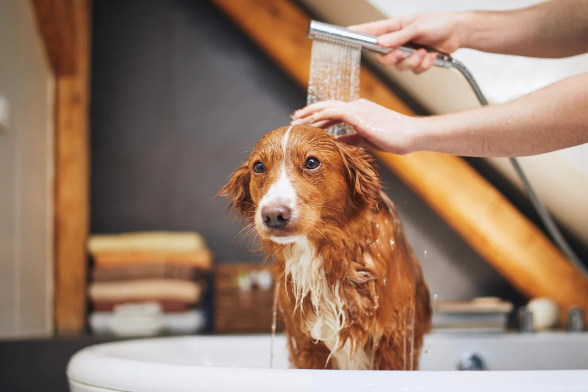 La perfetta toelettatura da fare in casa per cani e gatti