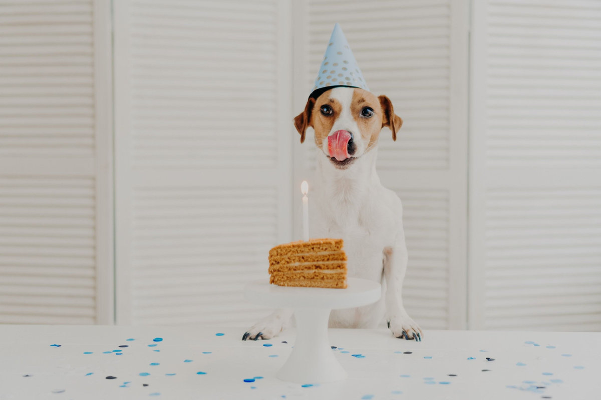 Torta di Compleanno per cani (tortina di riso al tonno) - RICETTE