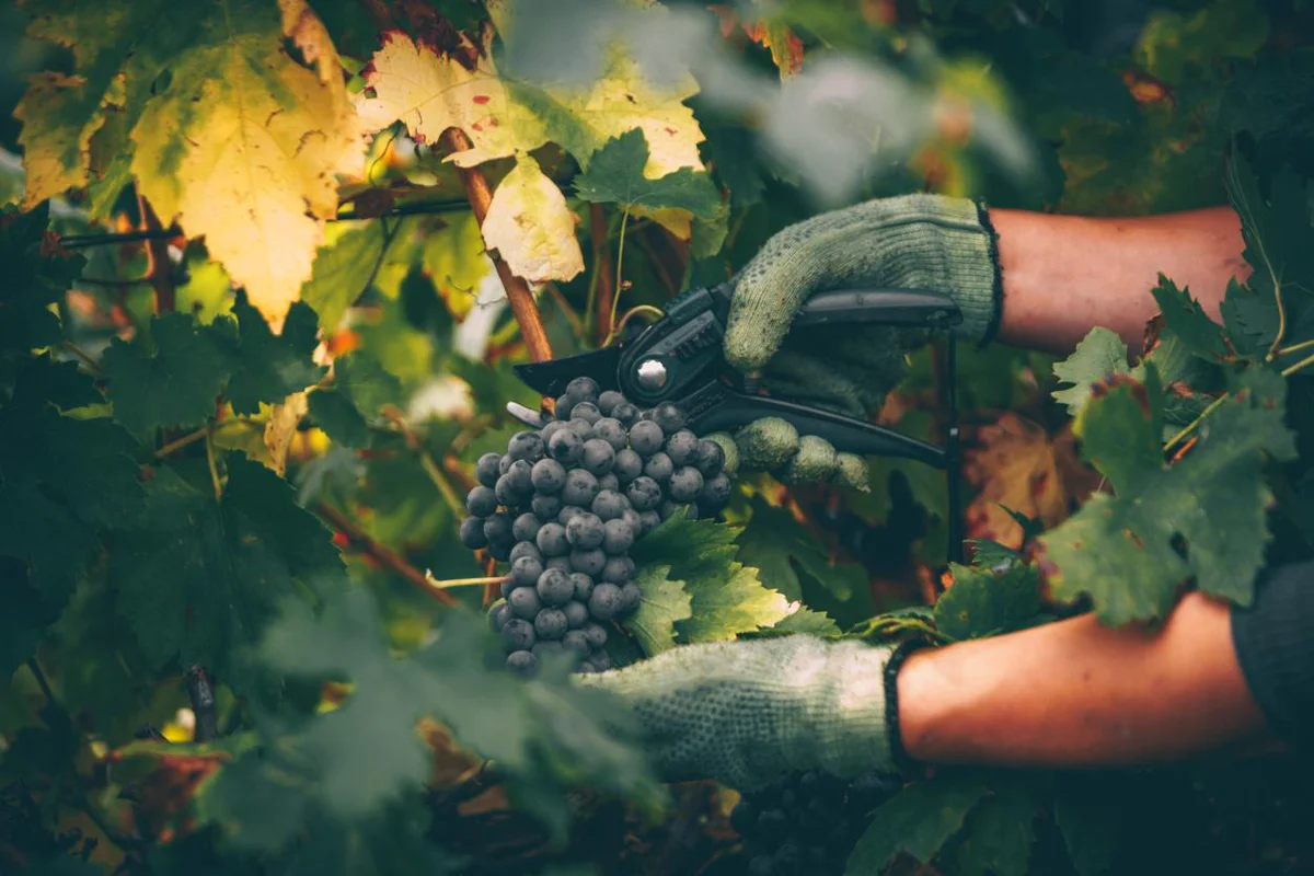 vendemmia-tradizioni-vino
