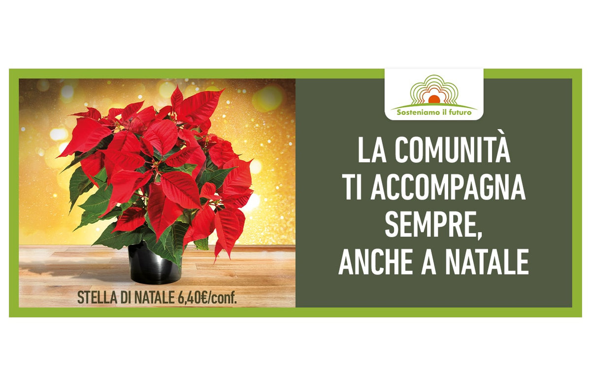 acquista una Stella di Natale per sostenere la Fondazione IRCCS di Milano