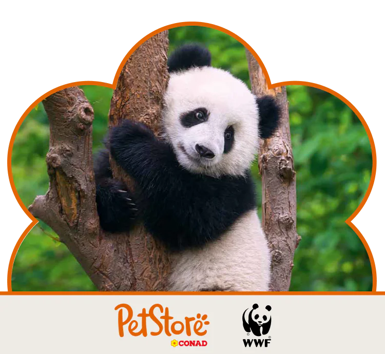 Panda su un albero con loghi PetStore Conad e WWF