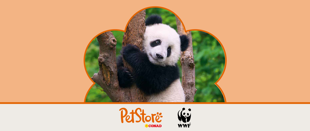 Panda su un albero con loghi PetStore Conad e WWF